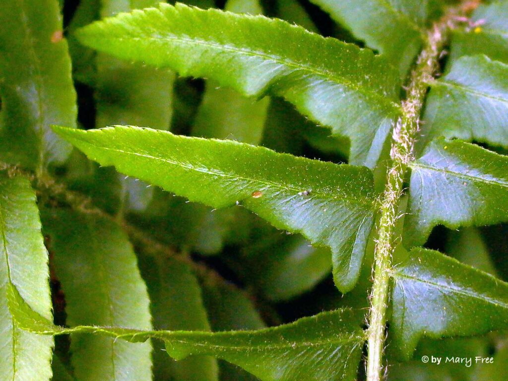 Sterile pinnae of Polystichum acrostichoides