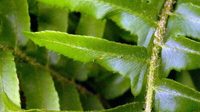 Sterile pinnae of Polystichum acrostichoides