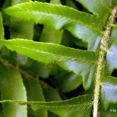 Sterile pinnae of Polystichum acrostichoides