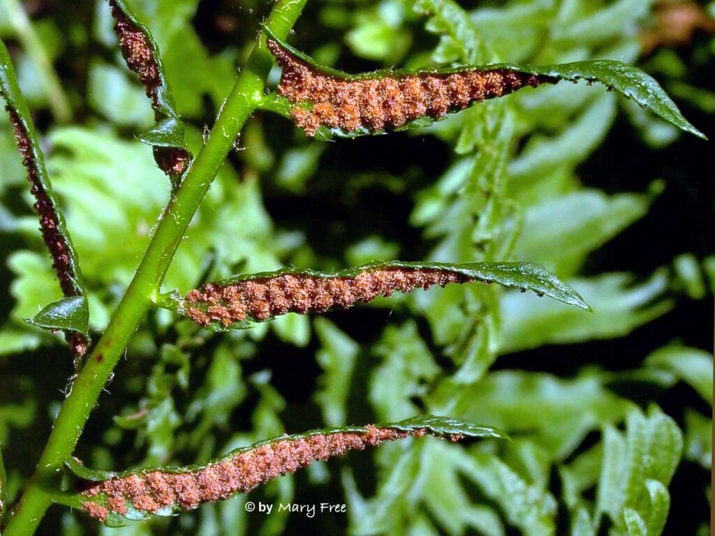 Sori of native  Polystichum acrostichoides  are arranged in tightly packed rows on the undersides of pinnae. 