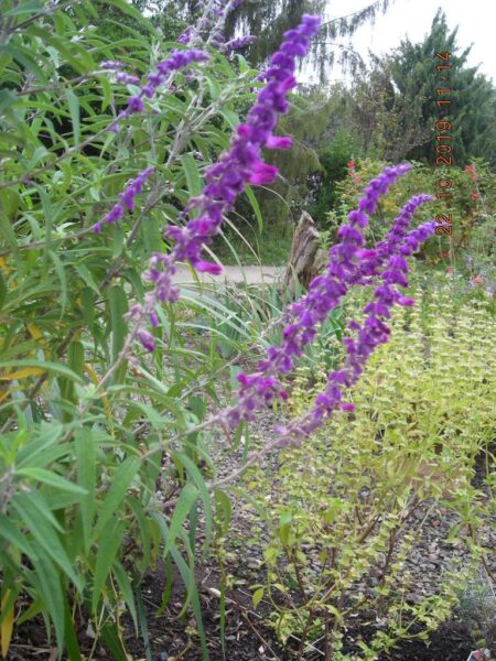 Salvia leucantha (Mexican bush sage) in the Scented Garden is hardy in the warmer parts of Zone 7
