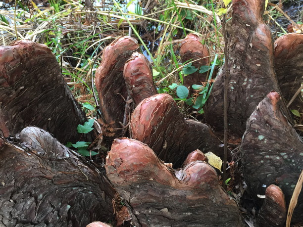 Taxodium distichum (Bald Cypress) knees in October. Photo by Elaine L. Mills, 2015-10-25, Meadowlark Botanical Gardens.
