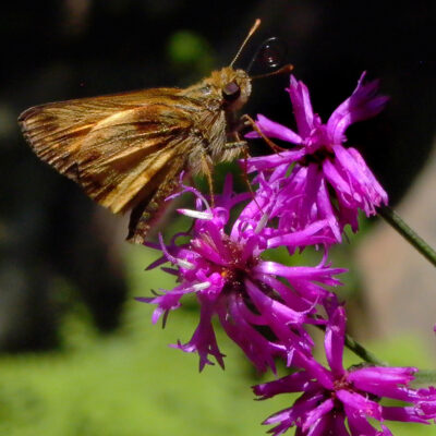 Vernonia noveboracensis (New York Ironweed) flowers with Zabulon skipper mid-summer. Photo © Mary Free, 2010-08-27, Quarry Shade Garden, Bon Air Park