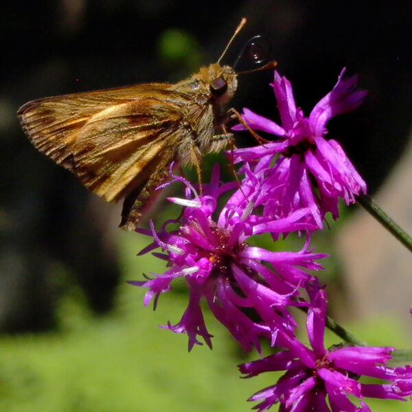 Vernonia noveboracensis (New York Ironweed) flowers with Zabulon skipper mid-summer. Photo © Mary Free, 2010-08-27, Quarry Shade Garden, Bon Air Park