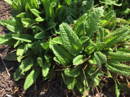 Stachys offincinalis (betony) - A featured herb for making tea.