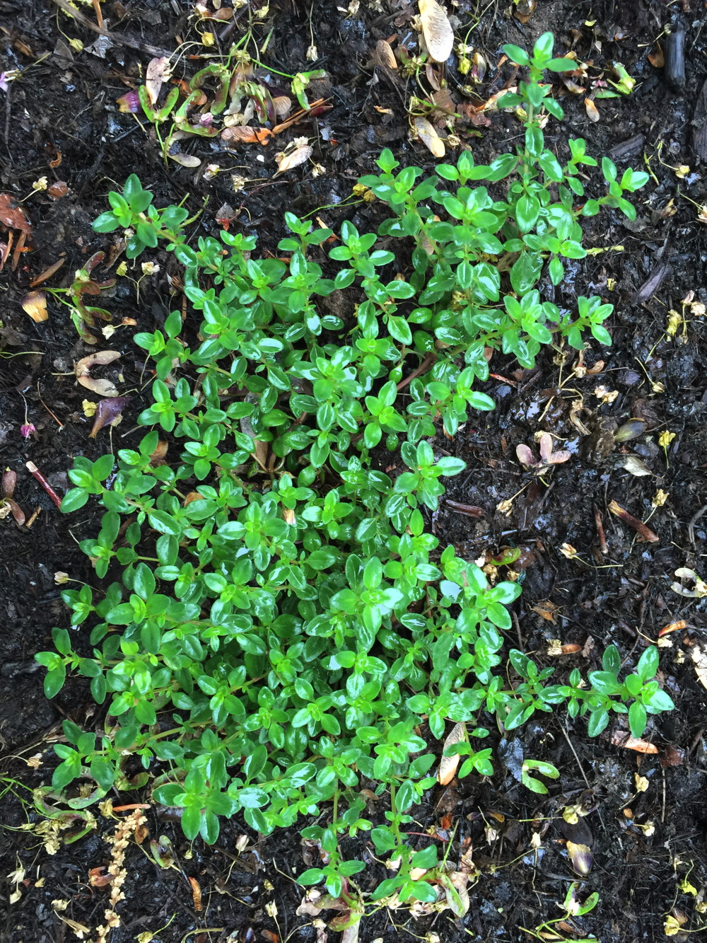 Thymus x citriodorus (lemon thyme) – A featured herb for making tea.