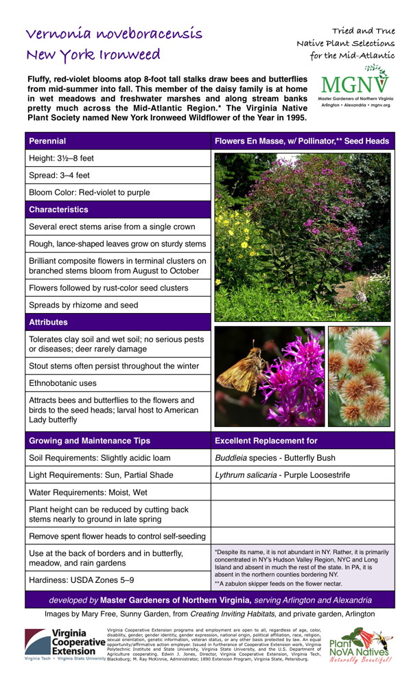 Vernonia noveboracensis (New York Ironweed) Perennial Height: 31⁄2–8 feet Spread: 3–4 feet Bloom Color: Red-violet to purple Characteristics Several erect stems arise from a single crown Rough, lance-shaped leaves grow on sturdy stems Brilliant composite flowers in terminal clusters on branched stems bloom from August to October Flowers followed by rust-color seed clusters Spreads by rhizome and seed Attributes Tolerates clay soil and wet soil; no serious pests or diseases; deer rarely damage Stout stems often persist throughout the winterEthnobotanic usesAttracts bees and butterflies to the flowers and birds to the seed heads; larval host to American Lady butterfly Growing and Maintenance Tips Soil Requirements: Slightly acidic loam Light Requirements: Sun, Partial Shade Water Requirements: Moist, Wet Plant height can be reduced by cutting back stems nearly to ground in late spring Remove spent flower heads to control self-seeding Use at the back of borders and in butterfly, meadow, and rain gardens Despite its name, it is not abundant in NY. Rather, it is primarily concentrated in NY’s Hudson Valley Region, NYC and Long Island and absent in much the rest of the state. In PA, it is absent in the northern counties bordering NY. Hardiness: USDA Zones 5–9 Excellent Replacement for Buddleia species - Butterfly Bush Lythrum salicaria - Purple Loosestrife