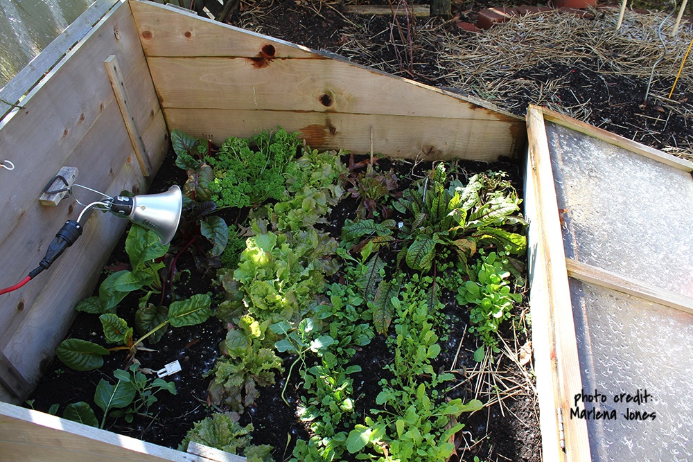 Cold Frame