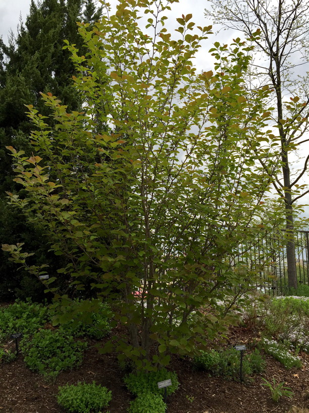 Hamamelis virginiana (Witch Hazel) in April. Photo by Elaine L. Mills, 2015-04-29, National Garden, U. S. Botanic Garden.