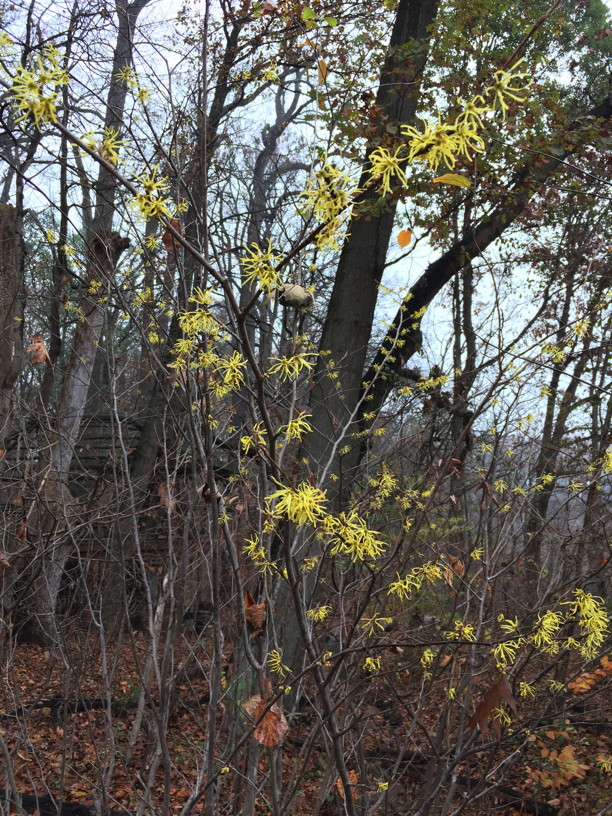 Hamamelis virginiana (Witch Hazel) flowers in November. Photo by Elaine L. Mills, 2017-11-13, Longwood Gardens.