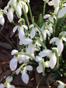 Galanthus nivalis (snowdrops) blooming in February.