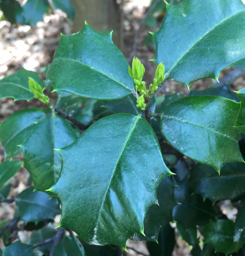 Ilex opaca (American holly) leaves with spine-tipped teeth in April.