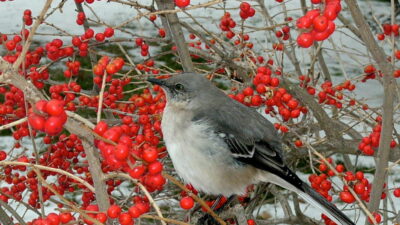 A northern mockingbird pauses from eating the February fruit of ‘Red Sprite’ winterberry.