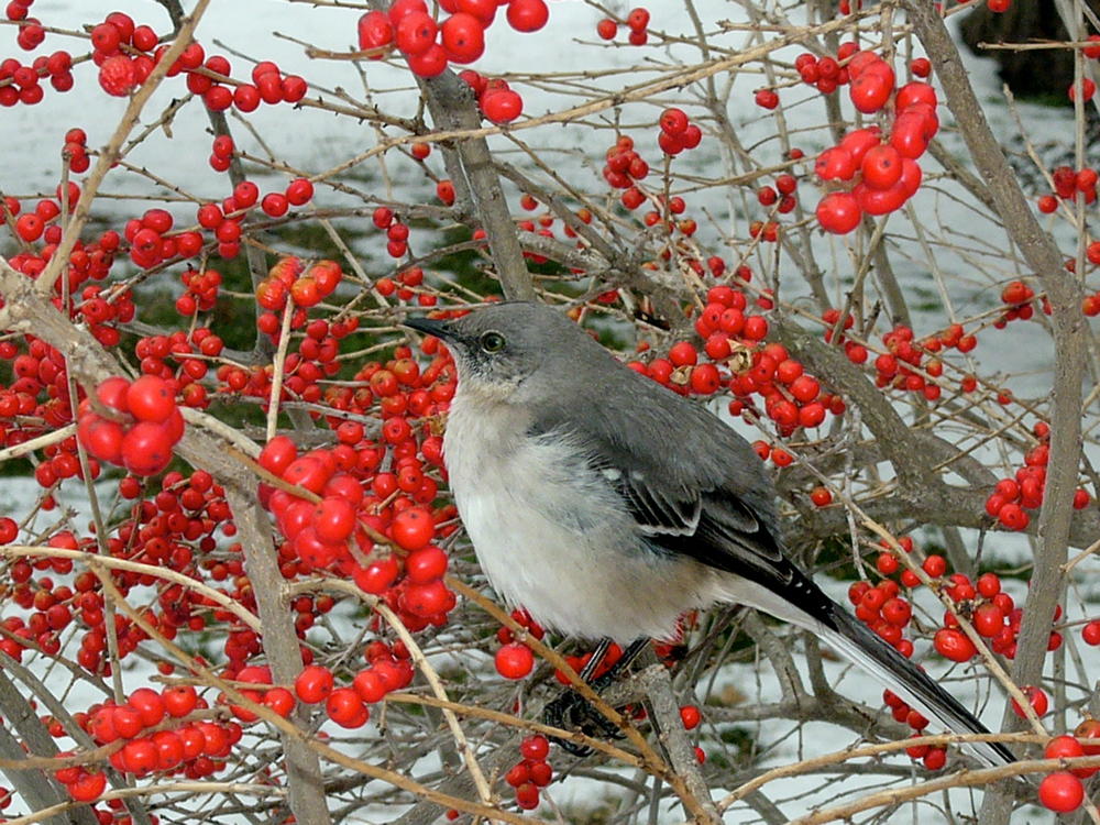 'Red Sprite' winterberry holly picture with Northern Mockingbird.