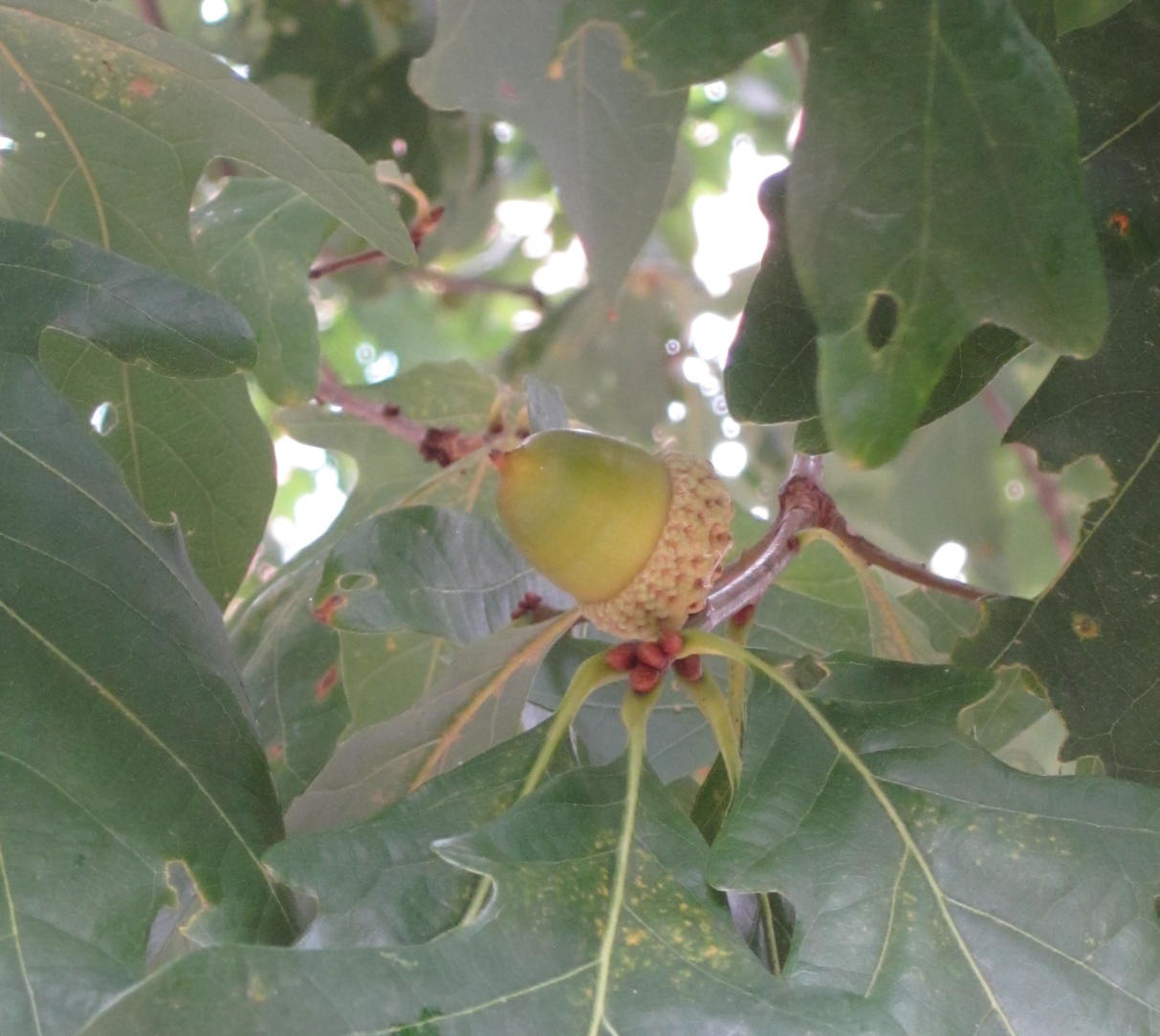 Quercus Alba (White Oak) acorns in October