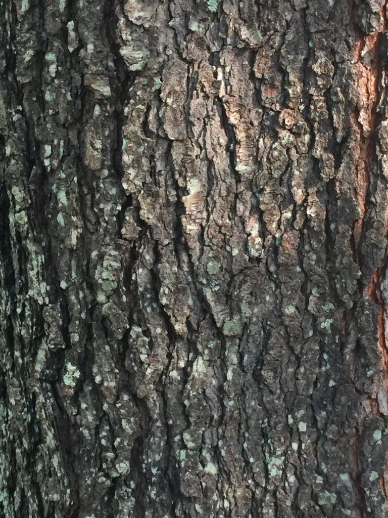 The smooth, reddish-brown bark of young black cherry trees becomes very dark and breaks into small, rough, upturned plates.