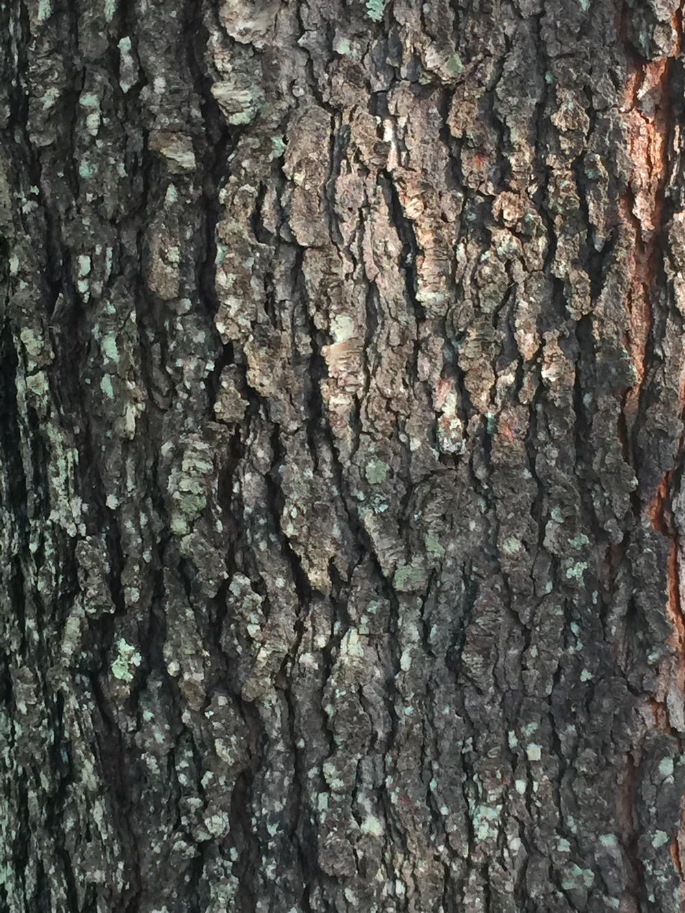The smooth, reddish-brown bark of young black cherry trees becomes very dark and breaks into small, rough, upturned plates.