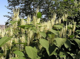 Japanese knotweed