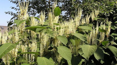 Japanese knotweed