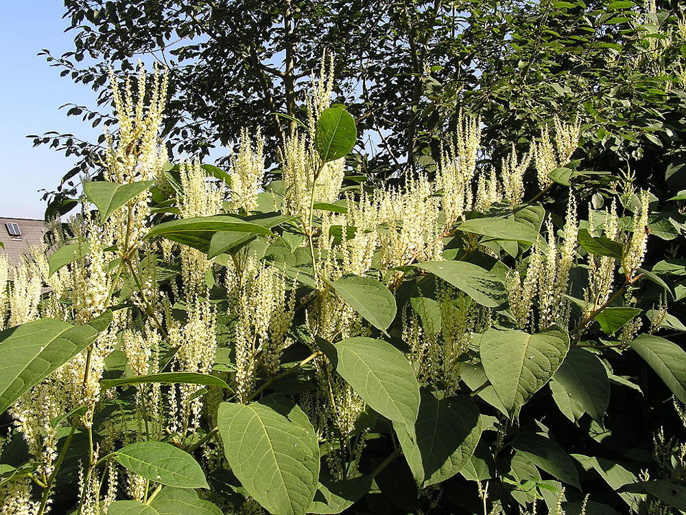 Japanese knotweed.