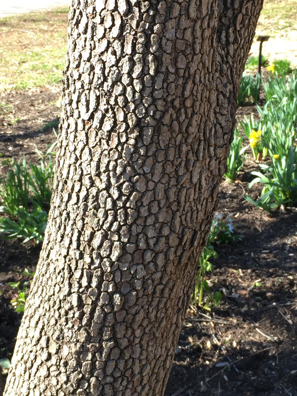 Flowering dogwood bark is very scaly to extra blocky.