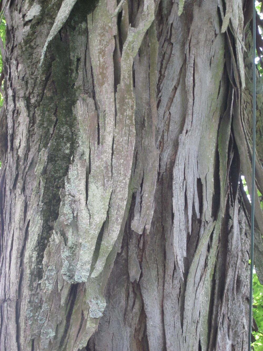 The bark of shagbark hickory peels in 1 to 3-foot strips that remain partially attached.
