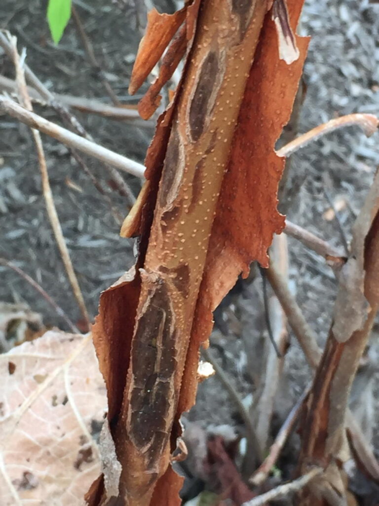 The exfoliating bark of oakleaf hydrangea reveals cinnamon brown inner bark with prominent round lenticels.