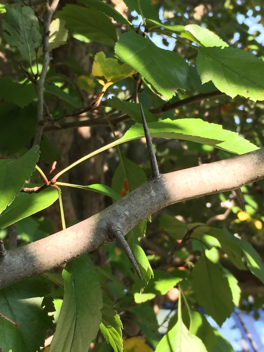 The thorns of cockspur hawthorn measure up to four inches long.