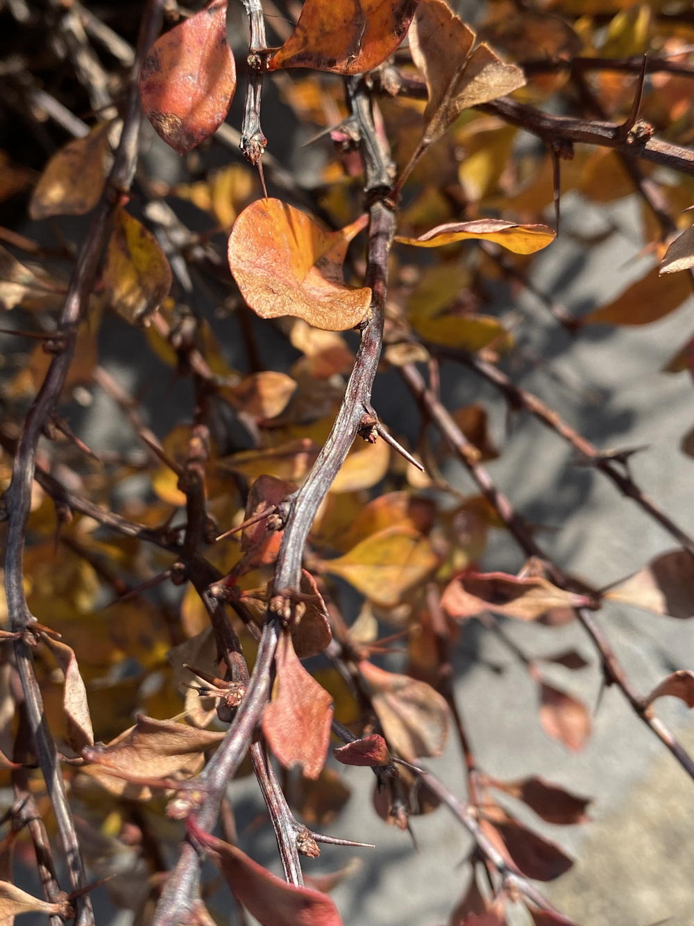 The spines of barberry are in fact modified sharp-pointed leaves.