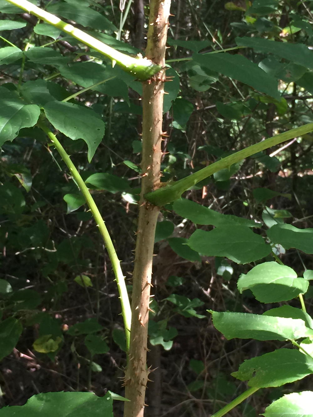 Devil’s walking stick gets its name from the prickles that cover its stems and branches
