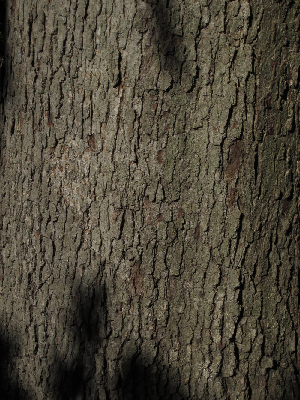 White oak produces tannins to ward off insects that harbor in cracks of its bark.