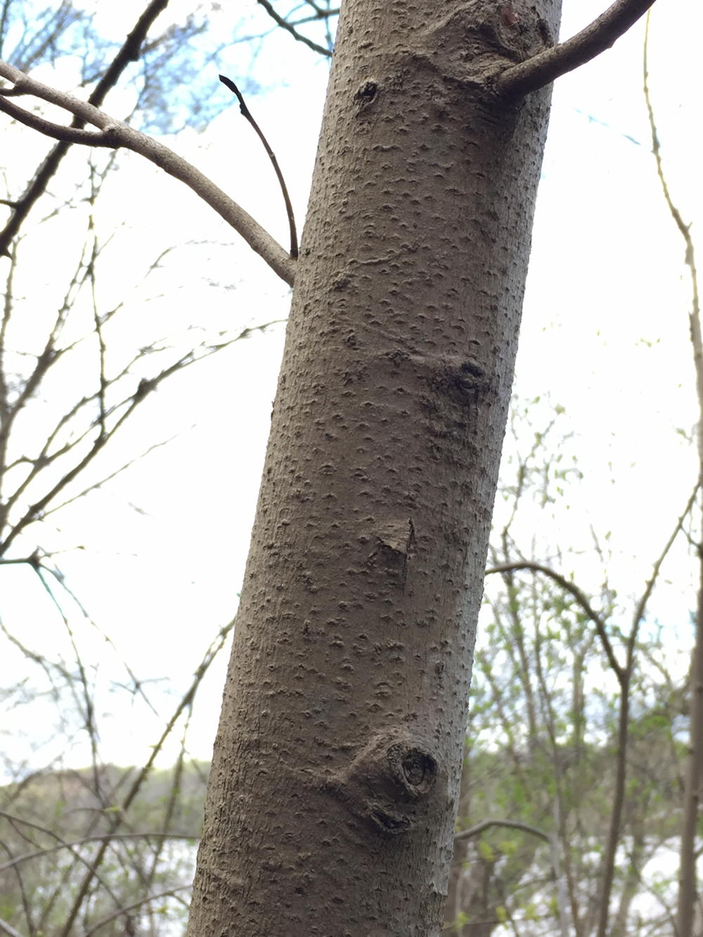 Acetogenins in the bark of pawpaw are being studied for their potential use in cancer therapy.