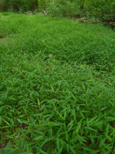 Japanese Stiltgrass