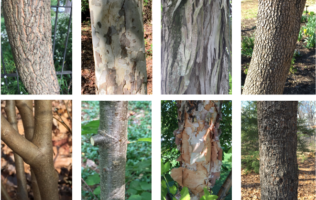Collage of various bark types.