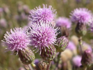 Canada thistle flowers are pink and bristly.
