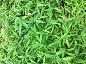Japanese Stiltgrass infestation - note the shiny, off-center mid rib