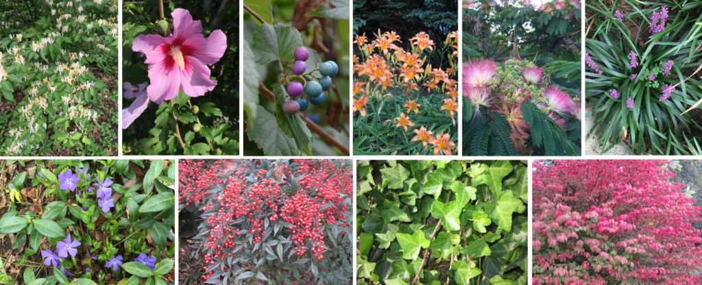 Collage of invasive plants - Row 1, L to R: Japanese Honeysuckle, Rose of Sharon, Porcelainberry, Common Daylily, Mimosa, Liriope
Row 2, L to R: Periwinkle, Nandina, English Ivy, Burning Bush