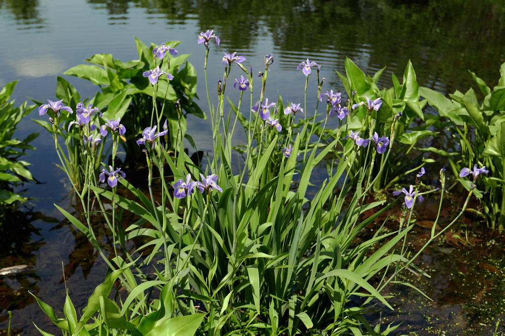 Iris_versicolor_Clump_Flowers