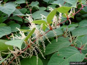 Japanese knotweed.