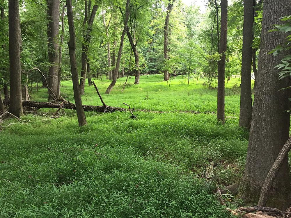 Japanese Stiltgrass infestation spreading for acres in forest.