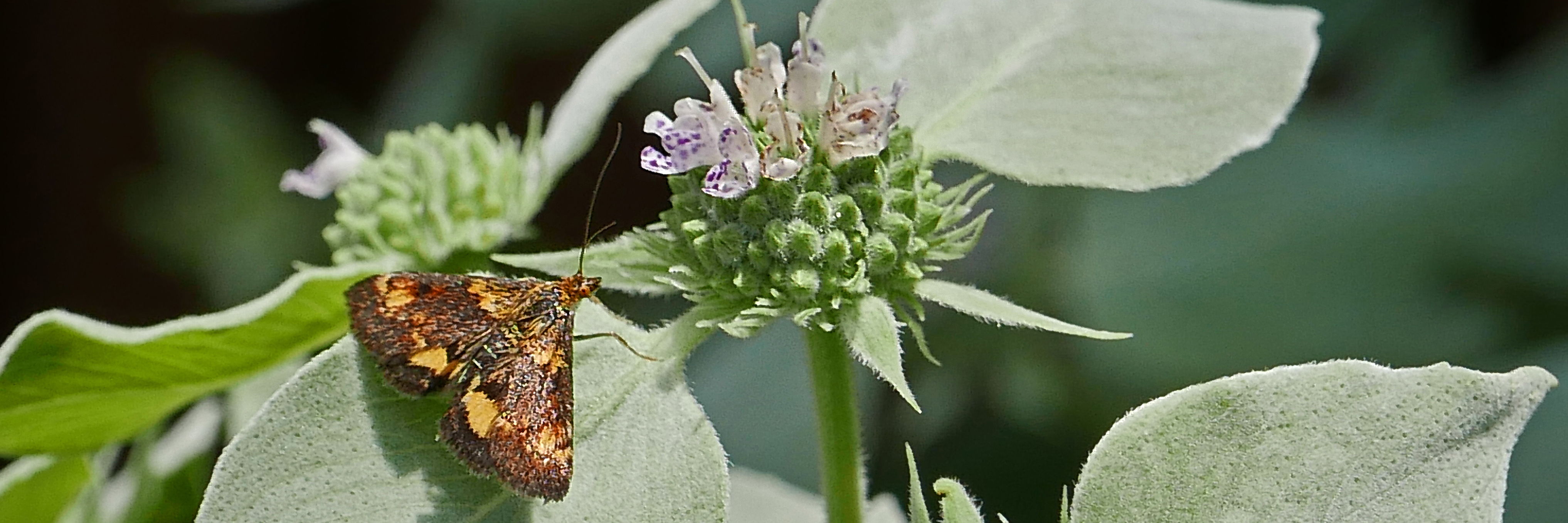 Pycnanthemum_muticum_Flowers_with_Pollinator_Pyrausta_orphisalis_orange_mint_moth