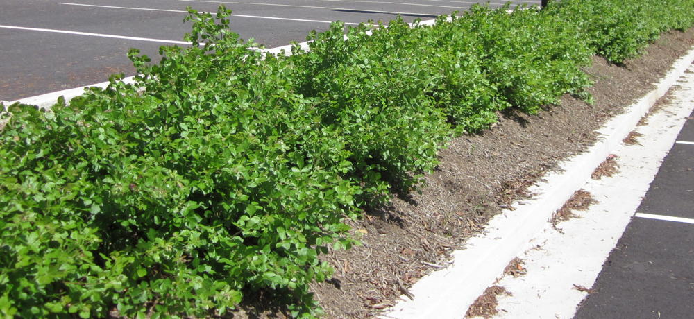 Rhus_aromatica__Gro-Low__on_Slope