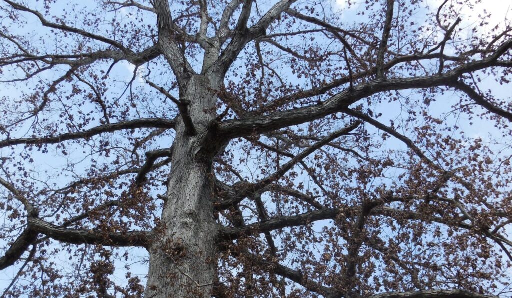 One of many oaks in Virginia that died in 2019.