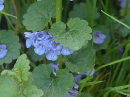 Ground ivy