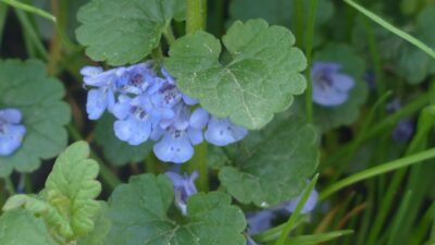Ground ivy