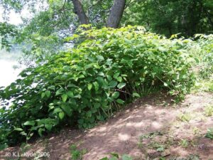 Japanese knotweed.