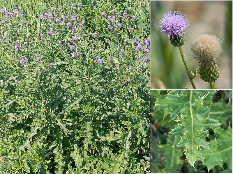 Noxious weed Canada thistle.