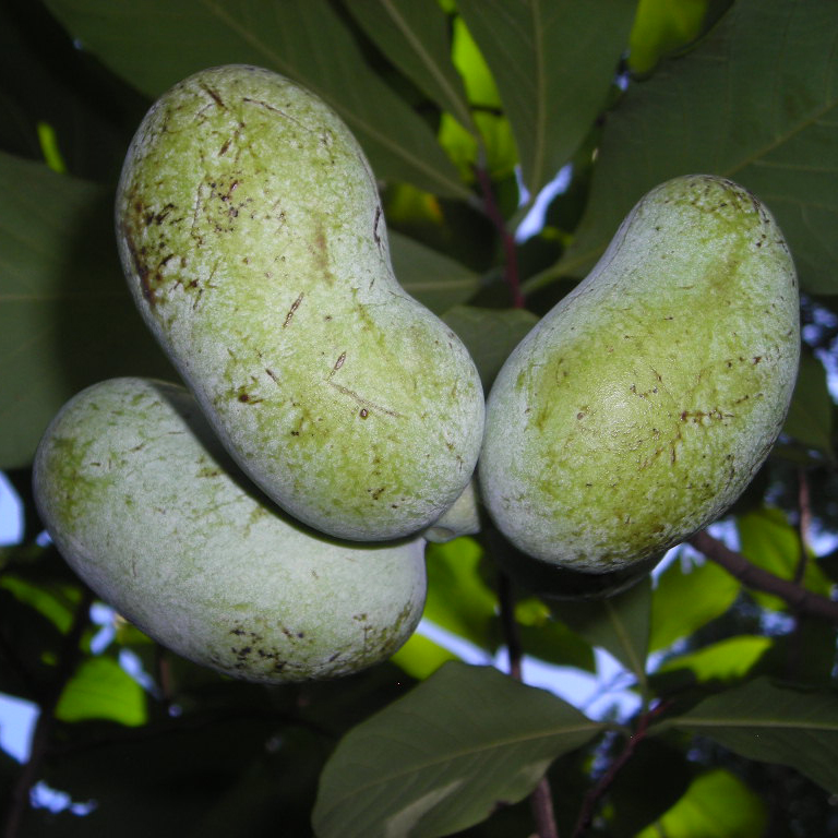 Asimina_triloba_Pawpaw_fruit_Jul_CRW