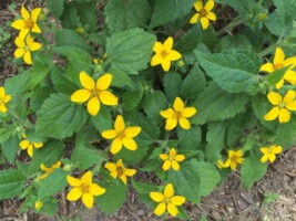 Chrysogonum virginianum, Green and Gold