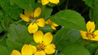 Chrysogonum virginianum, Green and Gold